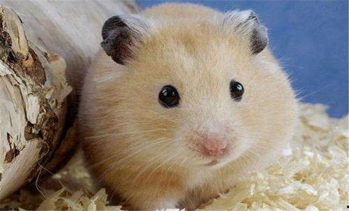 娱乐吃瓜酱当仓鼠店老板